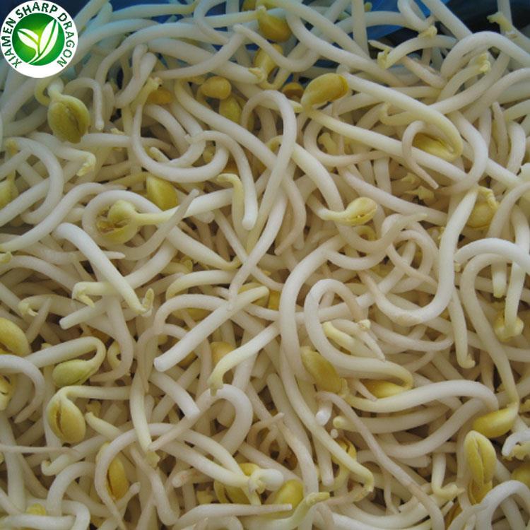 bean sprout