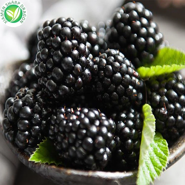 Raw blackberry appearance Dark ripe blackberries beside green leaves
