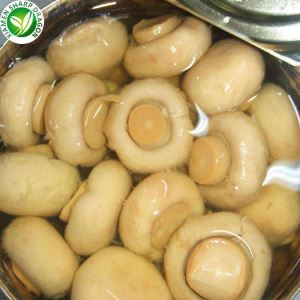 تولید کنندگان قارچ کنسرو قارچ کنسرو شده