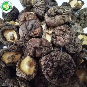 قارچ خشک برای فروش