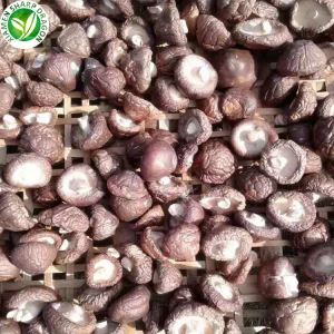 خرید قارچ Shiitake خشک