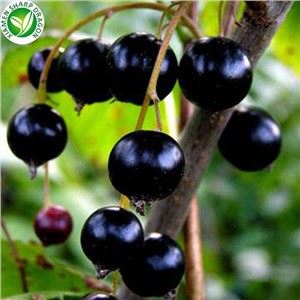 خرید سیاه و سفید یخ زده بصورت آنلاین