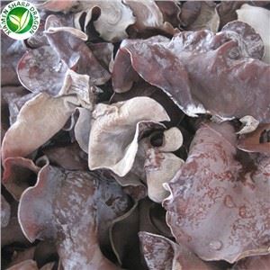 قارچ یخ سیاه