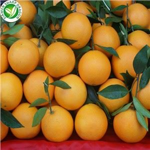 چیدن پرتقال تازه