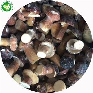 قیمت قارچ خوشمزه Porcini
